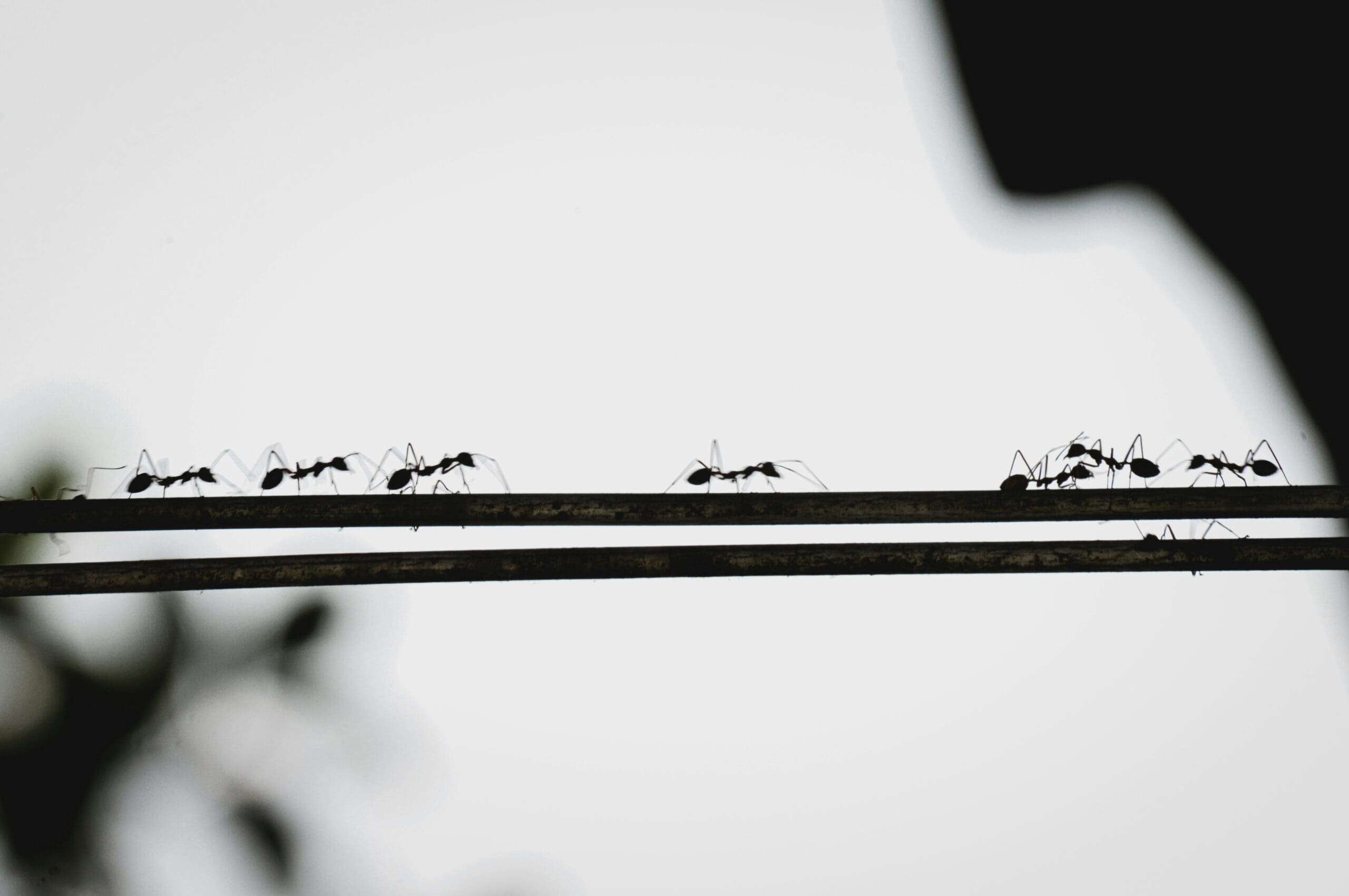 What Ants Know About Your Data That Most Organisations Don’t
